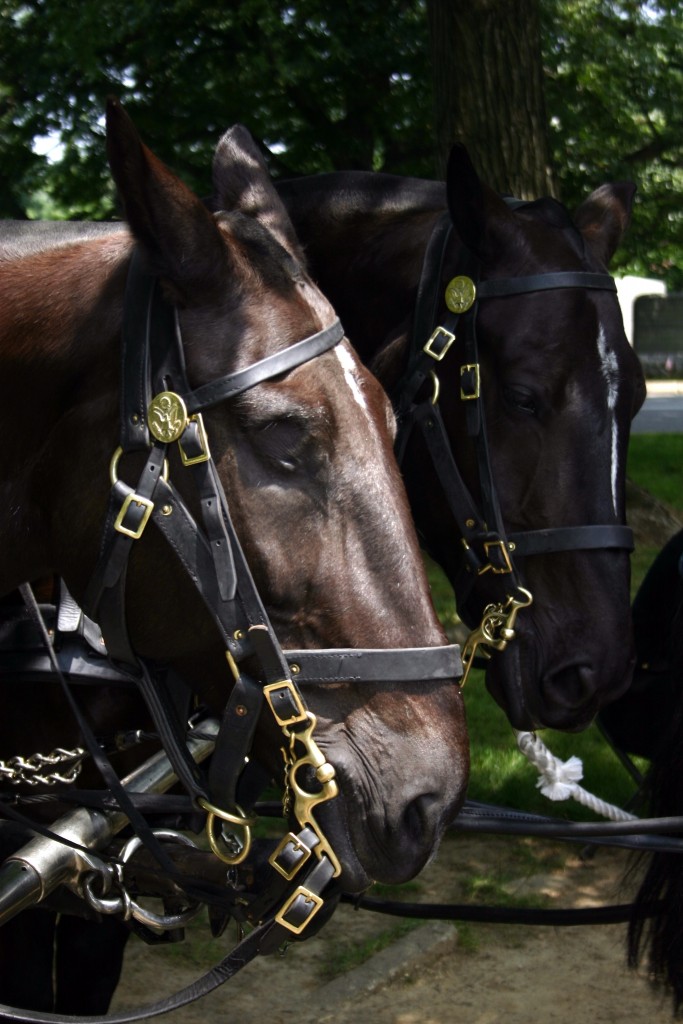 Adopt a Caisson Horse that has served at Arlington National Cemetery 